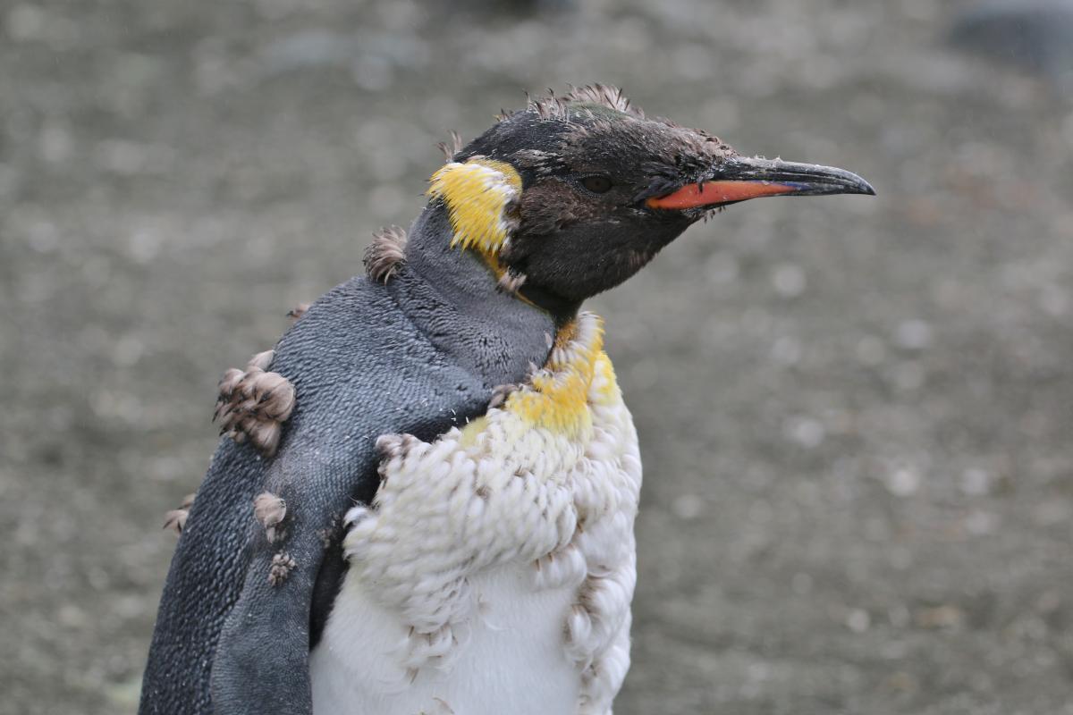 Image result for king penguin