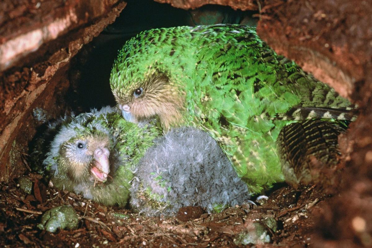 Resultado de imagem para /Kakapo