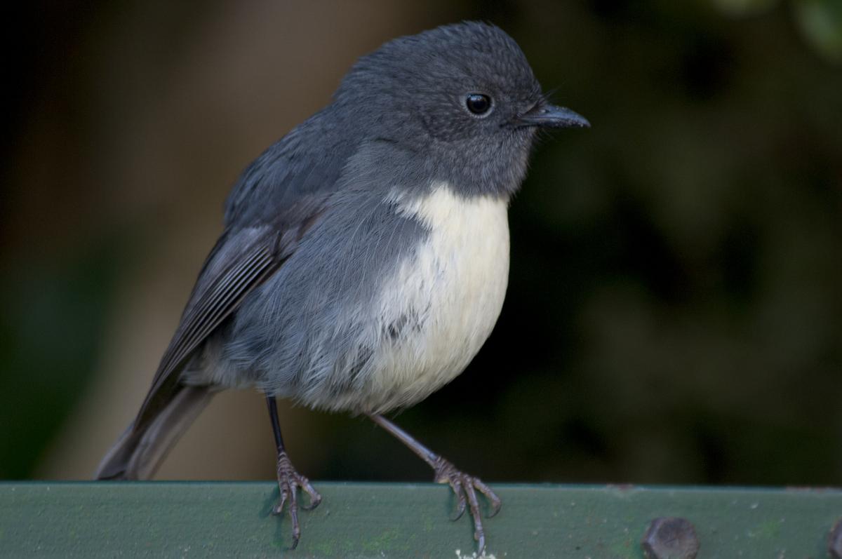Image result for south island robin