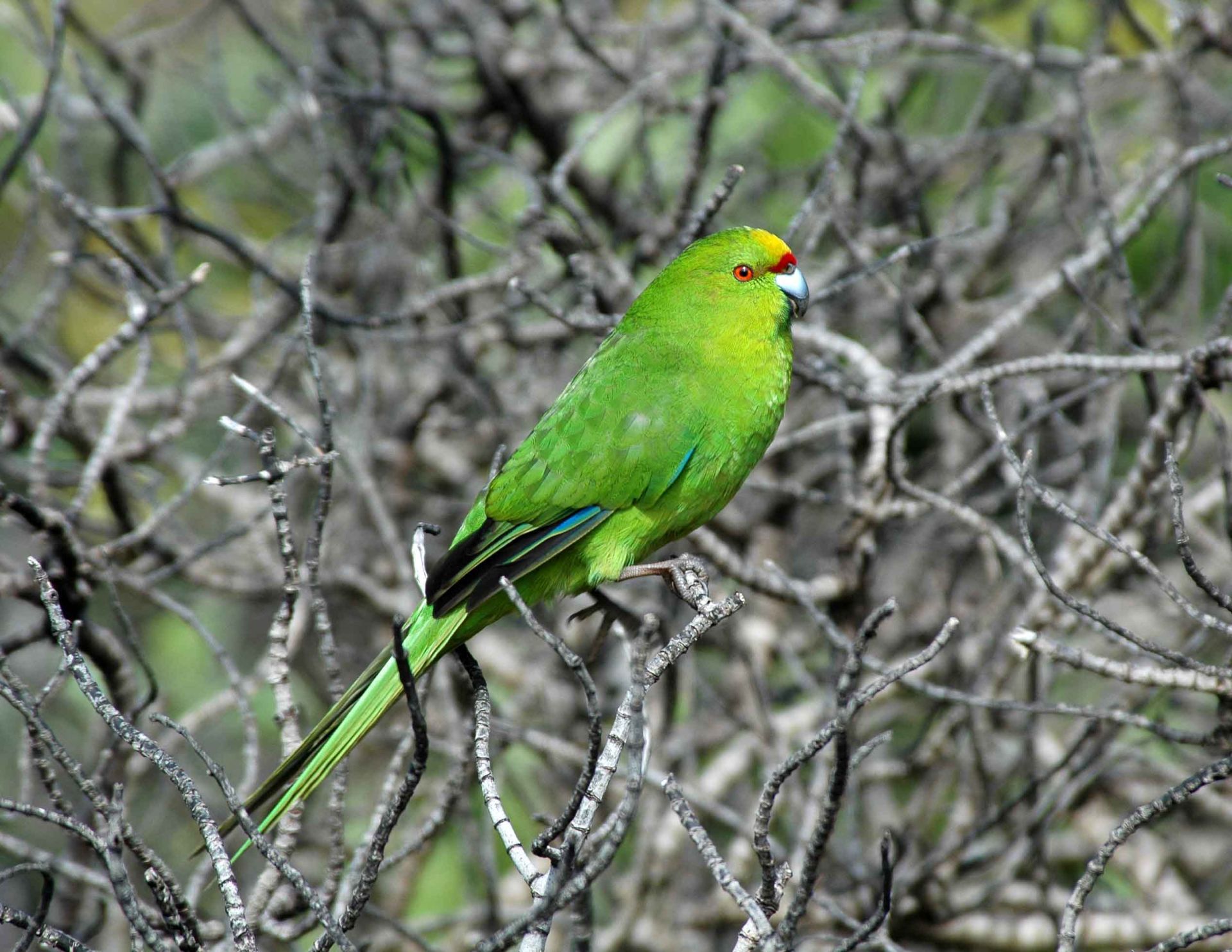 Forbes' parakeet | New Zealand Birds Online