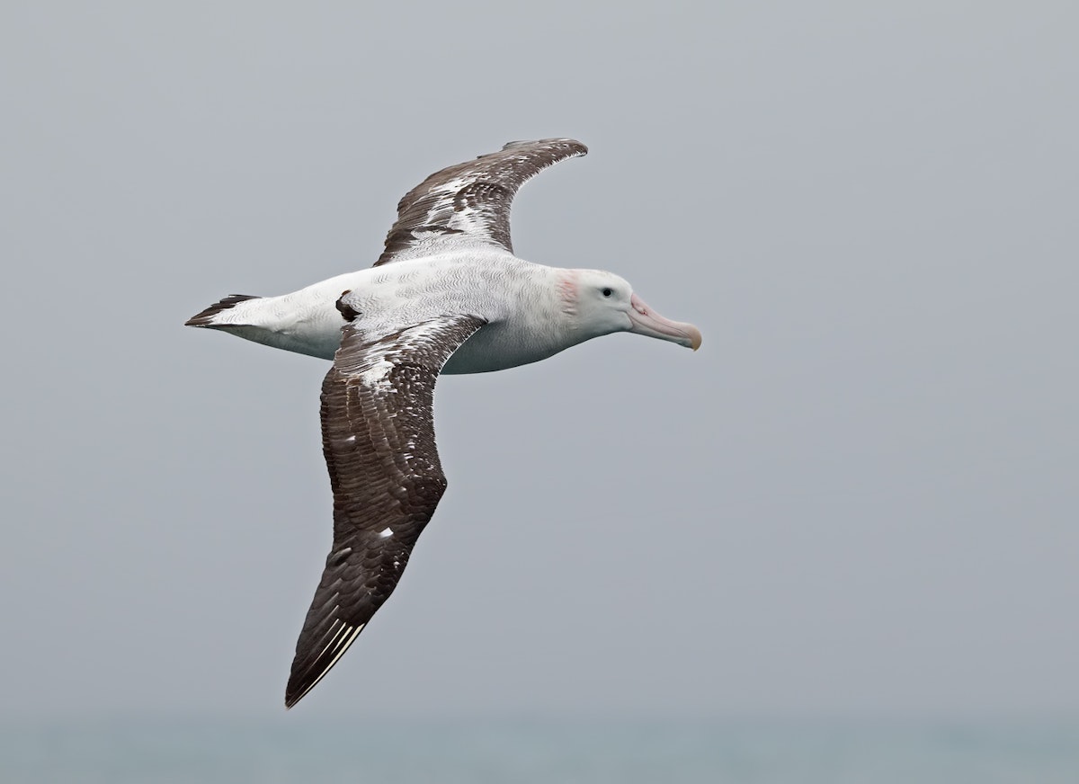 the wandering albatross bird