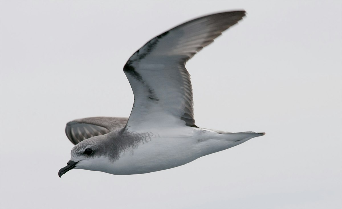 Cook's petrel | Tītī | New Zealand Birds Online