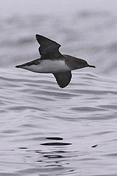 Hutton's shearwater | Kaikōura tītī. Adult in flight. Off Kaikoura Peninsula, March 2010. Image © Peter Langlands by Peter Langlands.