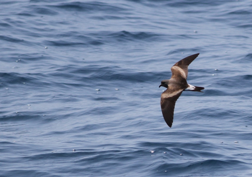 Leach's storm petrel. Adult (ssp. leucorhoa) in flight during non-breeding season. Gulf Stream, Massachusetts, USA, June 2010. Image © Ian Davies by Ian Davies.