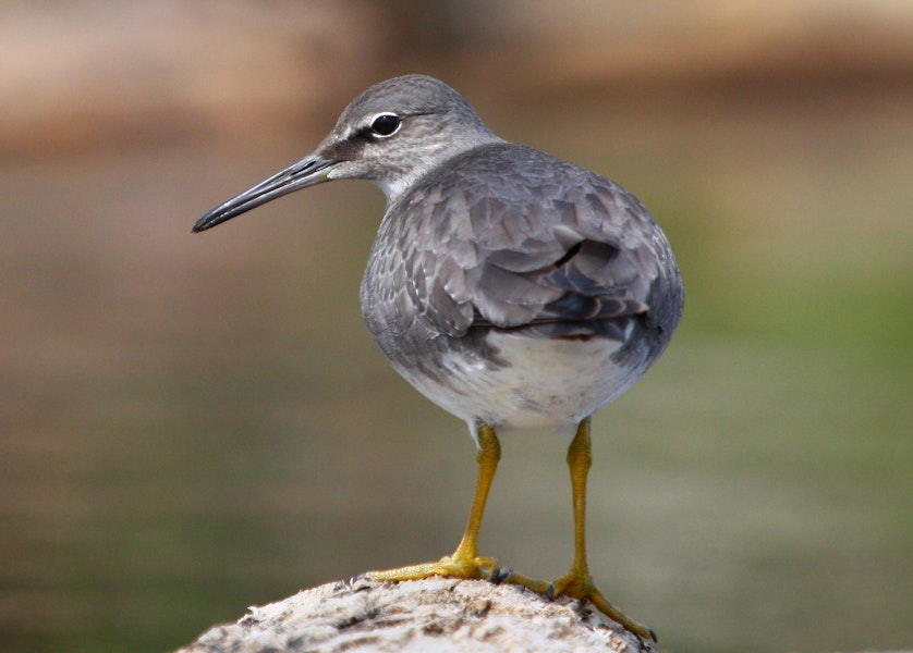 Wandering tattler. Adult, non-breeding. Waitarere Beach, October 2010. Image © Craig Steed by Craig Steed.