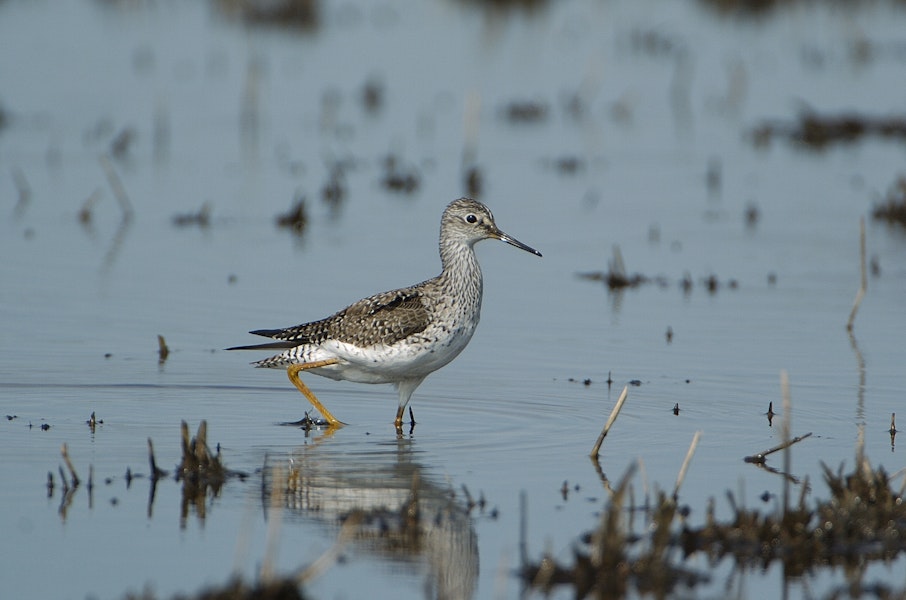 Lesser yellowlegs. Adult non-breeding. Illinois, October 2009. Image © Jim Denny by Jim Denny.