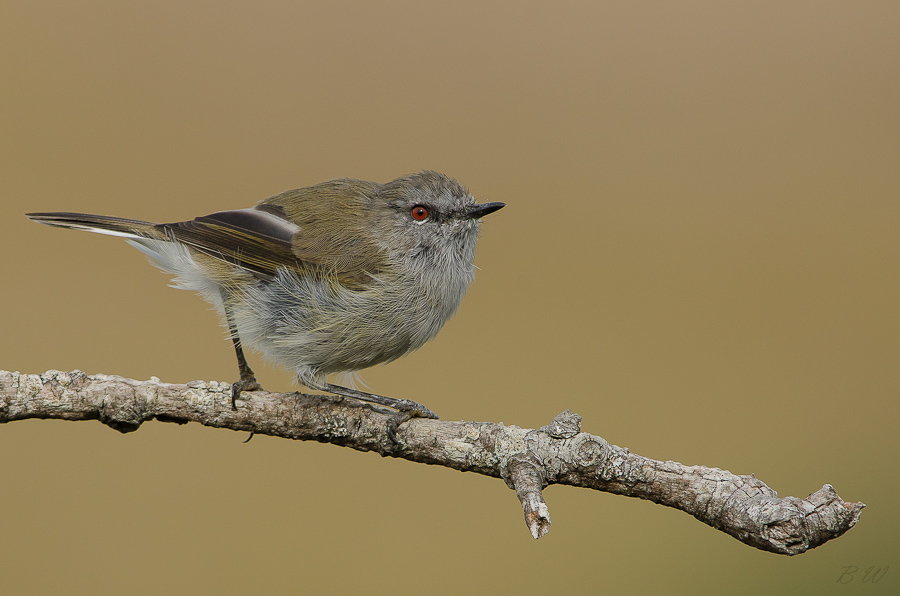 Grey warbler | Riroriro | New Zealand Birds Online