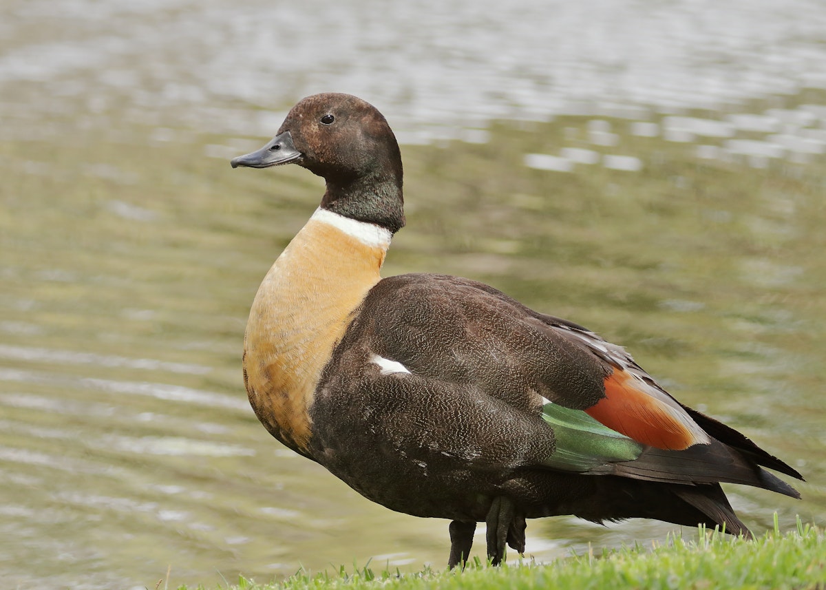 Chestnut-breasted shelduck | New Zealand Birds Online