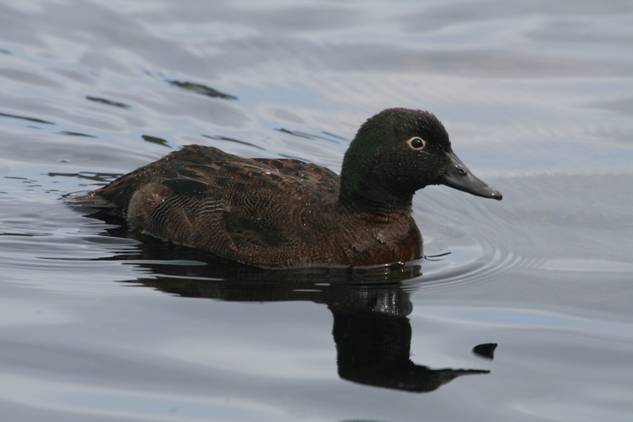 Campbell Island teal. Adult female on water. Campbell Island, March 2011. Image © Detlef Davies by Detlef Davies.