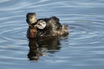 New Zealand dabchick | Weweia. Adult feeding chick (chick on adult's back). Waikanae Lagoons, January 2014. Image © Roger Smith by Roger Smith.