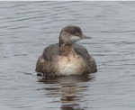 New Zealand dabchick | Weweia. Immature. Waimanu Lagoon, Waikanae, April 2015. Image © Alan Tennyson by Alan Tennyson.