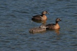 New Zealand dabchick | Weweia. Pair with juvenile. Lake Rotoiti, January 2013. Image © Peter Reese by Peter Reese.