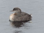 New Zealand dabchick | Weweia. Immature. Waimanu Lagoon, Waikanae, April 2015. Image © Alan Tennyson by Alan Tennyson.