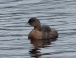 New Zealand dabchick | Weweia. Non-breeding adult. Waimanu Lagoon, Waikanae, April 2015. Image © Alan Tennyson by Alan Tennyson.