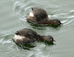 New Zealand dabchick | Weweia. Displaying pair. Wanganui, September 2010. Image © Ormond Torr by Ormond Torr.