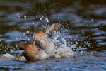 New Zealand dabchick | Weweia. Adults in territorial dispute. Kapiti coast, February 2017. Image © imogenwarrenphotography.net by Imogen Warren.