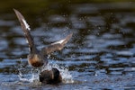 New Zealand dabchick | Weweia. Adults in territorial dispute. Kapiti coast, February 2017. Image © imogenwarrenphotography.net by Imogen Warren.