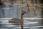 New Zealand dabchick | Weweia. Bird on surface between dives. Lake Okareka, August 2012. Image © Tony Whitehead by Tony Whitehead.