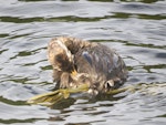 New Zealand dabchick | Weweia. 7-week-old chick preening. Mangapoike Rd, Wairoa, March 2013. Image © Mary Campbell by Mary Campbell.