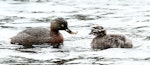 New Zealand dabchick | Weweia. Adult feeding juvenile. Wanganui, September 2012. Image © Ormond Torr by Ormond Torr.