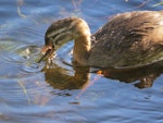 New Zealand dabchick | Weweia. 11-week-old chick eating a dragonfly. Mangapoike Rd, Wairoa, March 2013. Image © Mary Campbell by Mary Campbell.