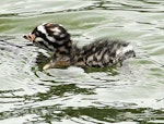 New Zealand dabchick | Weweia. Chick. Wanganui, November 2012. Image © Ormond Torr by Ormond Torr.