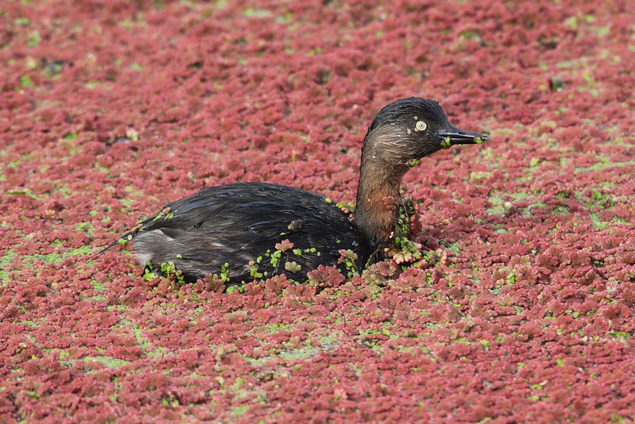 New Zealand Dabchick | Weweia | New Zealand Birds Online