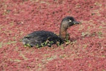 New Zealand dabchick | Weweia. Adult emerging through Azolla fern. Pekapeka wetland, Hawke's Bay, August 2011. Image © Adam Clarke by Adam Clarke.