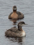 New Zealand dabchick | Weweia. Immature in front of non-breeding adult. Waimanu Lagoon, Waikanae, April 2015. Image © Alan Tennyson by Alan Tennyson.