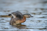 New Zealand dabchick | Weweia. Adult shaking out plumage after preening. Lake Okareka, August 2012. Image © Tony Whitehead by Tony Whitehead.