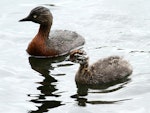 New Zealand dabchick | Weweia. Juvenile with adult. Wanganui, September 2012. Image © Ormond Torr by Ormond Torr.