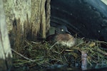 New Zealand dabchick | Weweia. Adult sitting on nest. Lake Taupo, September 1965. Image © Department of Conservation ( image ref: 10035555 ) by Dick Veitch, Department of Conservation.