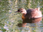 New Zealand dabchick | Weweia. 7-week-old chick. Mangapoike Rd, Wairoa, March 2013. Image © Mary Campbell by Mary Campbell.