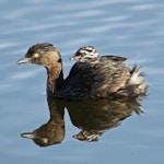 New Zealand dabchick | Weweia. Adult carrying chick. Waikanae Lagoons, January 2014. Image © Roger Smith by Roger Smith.