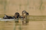 New Zealand dabchick | Weweia. Adult pair gathering nest material. Waikato, August 2015. Image © Bartek Wypych by Bartek Wypych.