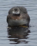 New Zealand dabchick | Weweia. Immature. Waimanu Lagoon, Waikanae, April 2015. Image © Alan Tennyson by Alan Tennyson.