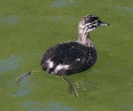 New Zealand dabchick | Weweia. Juvenile. Wanganui, January 2010. Image © Ormond Torr by Ormond Torr.