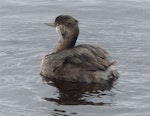 New Zealand dabchick | Weweia. Immature. Waimanu Lagoon, Waikanae, April 2015. Image © Alan Tennyson by Alan Tennyson.