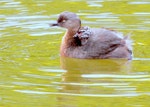 New Zealand dabchick | Weweia. Adult with juvenile on back. Palmerston North, December 2015. Image © Alex Scott by Alex Scott.