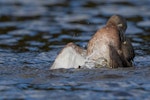 New Zealand dabchick | Weweia. Adults in territorial dispute. Kapiti coast, February 2017. Image © imogenwarrenphotography.net by Imogen Warren.