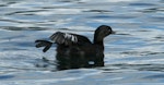 New Zealand dabchick | Weweia. Adult showing foot and wing. Lake Tarawera, October 2007. Image © Phil Battley by Phil Battley.