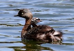 New Zealand dabchick | Weweia. Adult with chick on back. Wanganui, December 2011. Image © Ormond Torr by Ormond Torr.