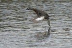 New Zealand dabchick | Weweia. In flight. Mangere, January 2013. Image © David Boyle by David Boyle.