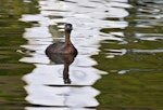 New Zealand dabchick | Weweia. Front view of adult swimming on the surface. Lake Rotoiti, September 2012. Image © Raewyn Adams by Raewyn Adams.