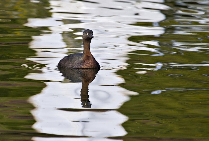 New Zealand dabchick | Weweia. Front view of adult swimming on the surface. Lake Rotoiti, September 2012. Image © Raewyn Adams by Raewyn Adams.