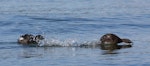 New Zealand dabchick | Weweia. Territorial dispute. Lake Tarawera, December 2008. Image © Phil Battley by Phil Battley.