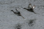 New Zealand dabchick | Weweia. In flight. Mangere, January 2013. Image © David Boyle by David Boyle.