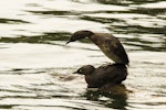 New Zealand dabchick | Weweia. Two adults mating. Lake Taupo, December 2017. Image © Oscar Thomas by Oscar Thomas.