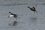 New Zealand dabchick | Weweia. In flight. Mangere, January 2013. Image © David Boyle by David Boyle.