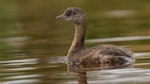 New Zealand dabchick | Weweia. Juvenile. Queen Elizabeth Park, January 2018. Image © Roger Smith by Roger Smith.